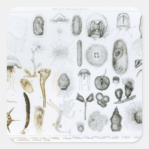 Sticker Carré Protozoaires et Coelenterata