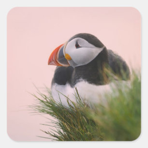 Sticker Carré Puffin de l'Atlantique (Fratercula arctica)
