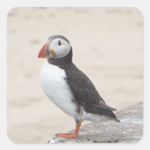 Puffin prendre une pause