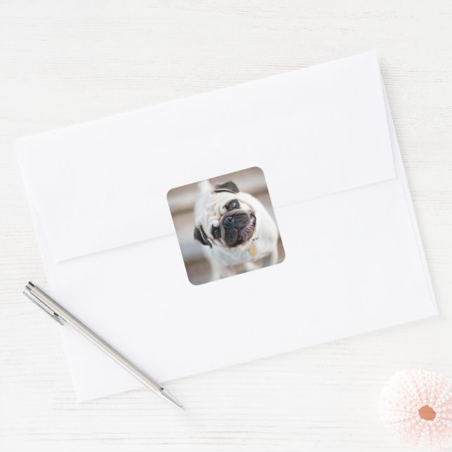 Sticker Carré Pug Head Tilt (Enveloppe)
