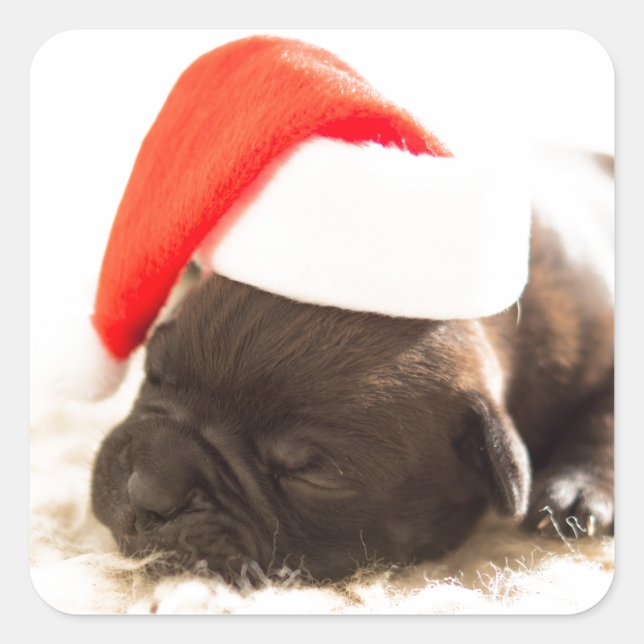 Sticker Carré PUPPER AVEC BÂTIMENT À chapeau de Père Noël (Devant)