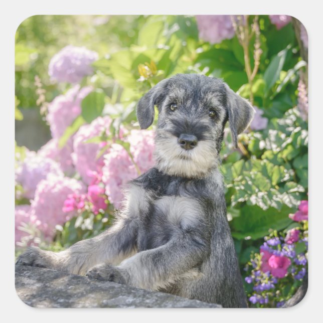 Sticker Carré Puppy de Schnauzer dans un Flowering Garden - (Devant)