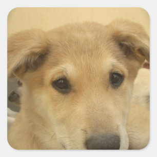 Sticker Carré Puppy Love : Le meilleur ami de l'homme