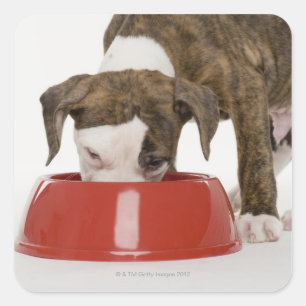 Sticker Carré Puppy pitbull manger dans le plat