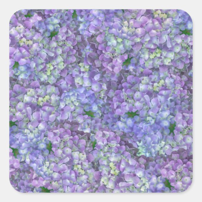 Sticker Carré Purple hydrangea flowers (Devant)