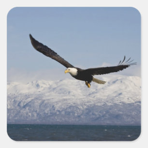 Sticker Carré Pygargue à tête blanche en vol, Haliaeetus leucoce