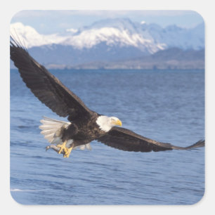 Sticker Carré pygargue à tête blanche, Haliaeetus leucocephalus,