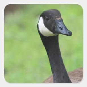 Sticker Carré Quoi ?