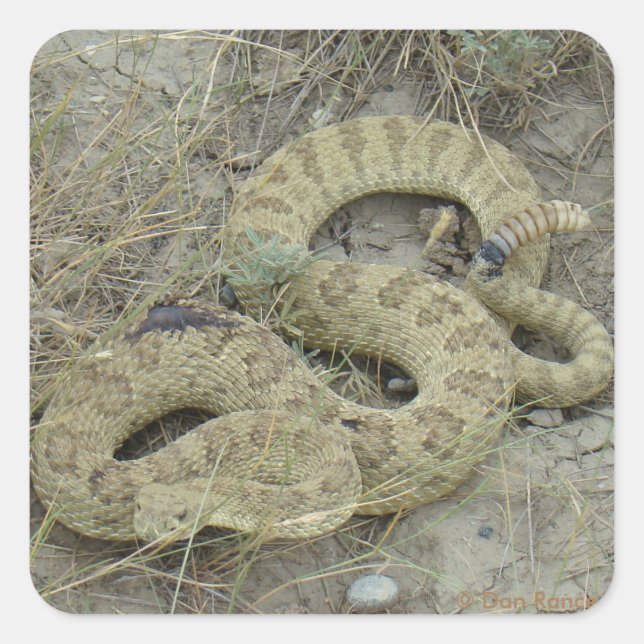 Sticker Carré R20 serpent à sonnette des prairies blessé (Devant)