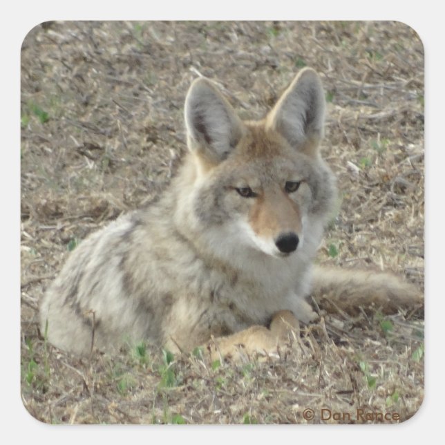 Sticker Carré R22 Coyote Couché (Devant)