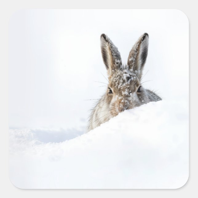 Sticker Carré Rabbit Peeking Over a Snowdrift (Devant)