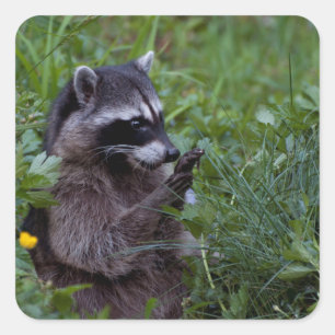 Sticker Carré Raccoon Jouer !