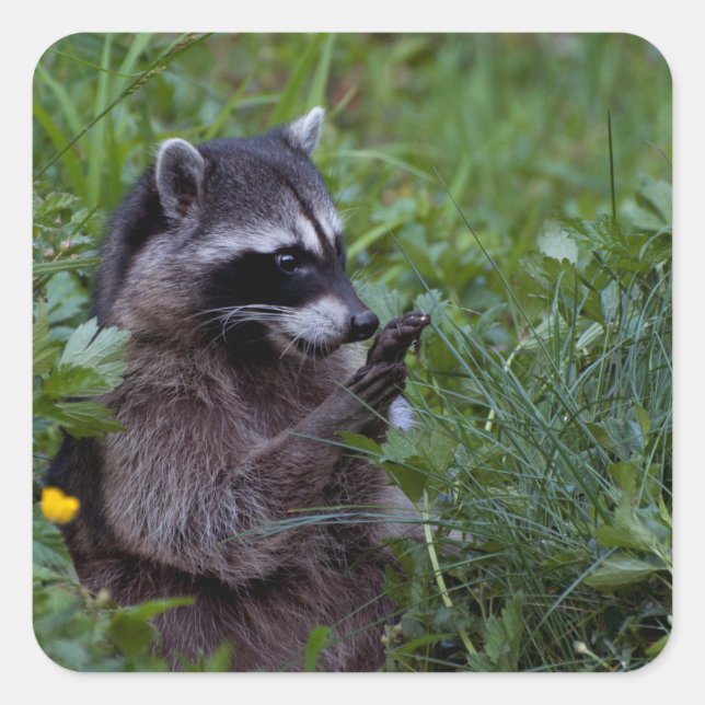 Sticker Carré Raccoon Jouer ! (Devant)