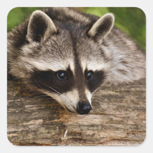 Sticker Carré Raccoon mignon reposant sur un journal