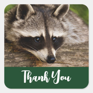 Sticker Carré Raccoon mignon reposant sur un Merci de journal
