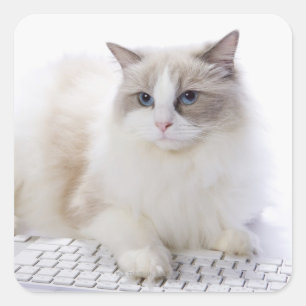 Sticker Carré Ragdoll cat sur le clavier de l'ordinateur