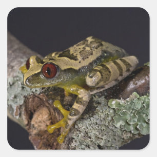Sticker Carré Rainette aux yeux rouges d'Afrique, Leptopelis
