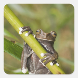 Sticker Carré Rainette captive de Tapichalaca Hyloscirtus