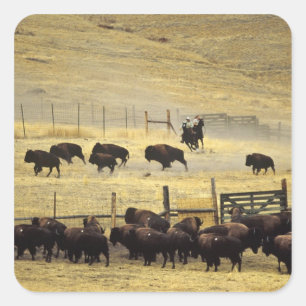 Sticker Carré Rassemblement du National Bison Range dans le Mont