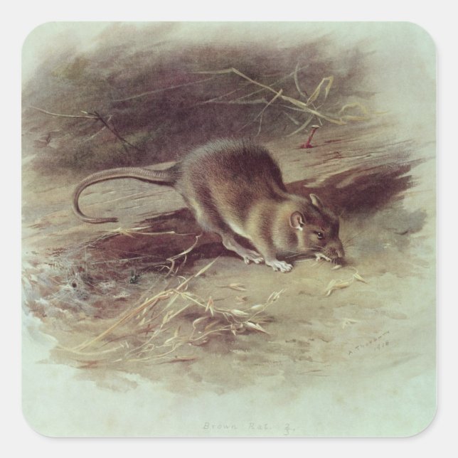 Sticker Carré Rat Brown 1918 (Devant)