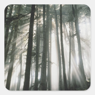 Sticker Carré Rayons de soleil filtrant à travers les arbres, Mo