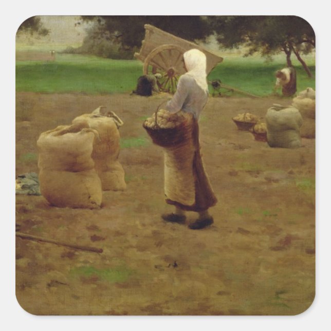 Sticker Carré Récolte de pommes de terre (Devant)