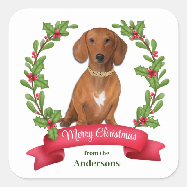 Sticker Carré Red Berry Holly Banner Red Dachshund Noël (Devant)