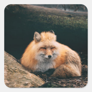 Sticker Carré Red Fox dormant