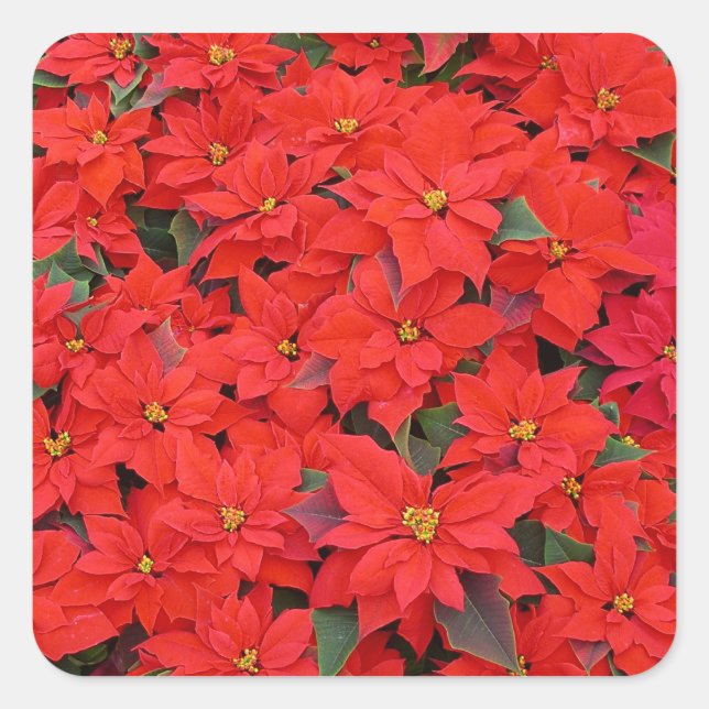 Sticker Carré Red Poinsettias I Christmas Holiday Floral Photo (Devant)