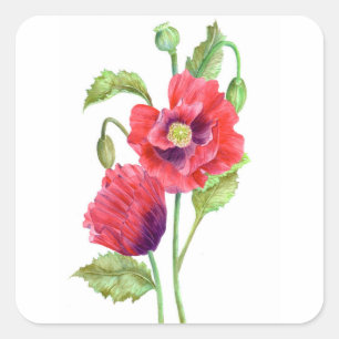 Sticker Carré Red Poppies Floral Art