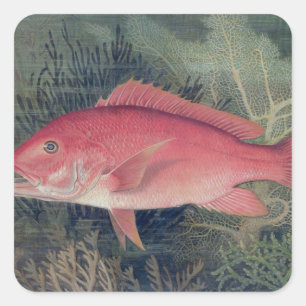 Sticker Carré Red Snapper, de 'Game Fishes of the United State