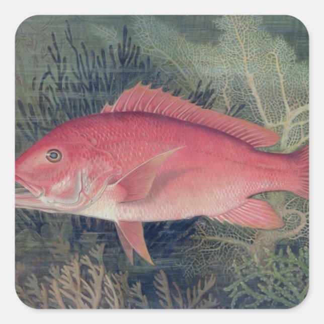 Sticker Carré Red Snapper, de 'Game Fishes of the United State (Devant)