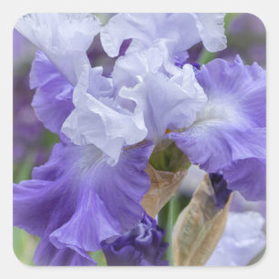 Sticker Carré Regal Beares Iris - Violet & Blanc