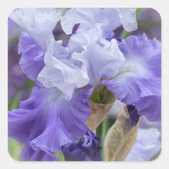 Sticker Carré Regal Beares Iris - Violet & Blanc (Devant)
