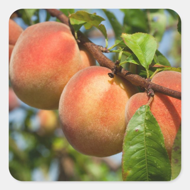 Sticker Carré Reife Weingartenpfirsiche (Devant)