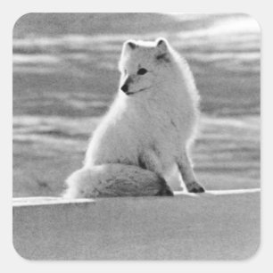 Sticker Carré Renard arctique d'Alaska USA vintage 1970