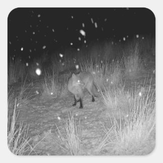 Sticker Carré Renard dans la neige Illustration de faune foresti