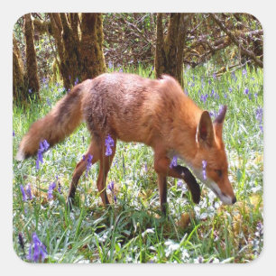 Sticker Carré Renard des Bois sous les Jacinthes des Bois – Anim