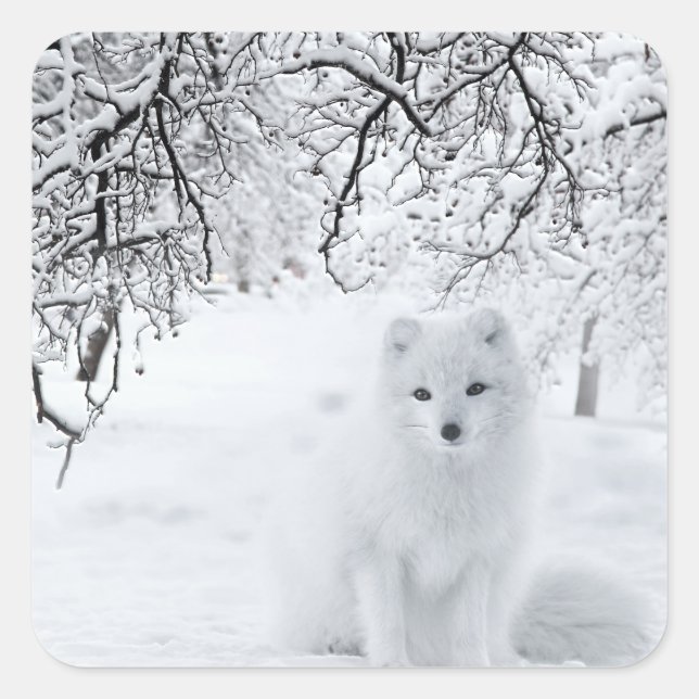 Sticker Carré Renard des neiges dans les bois d'hiver (Devant)