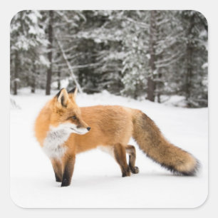 Sticker Carré Renard rouge de la neige blanche