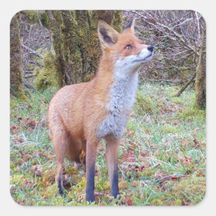 Sticker Carré Renard roux bois terrain faune forêt animal nature