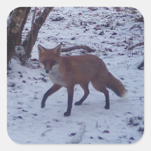 Sticker Carré Renard roux dans forêt enneigée faune animale fore