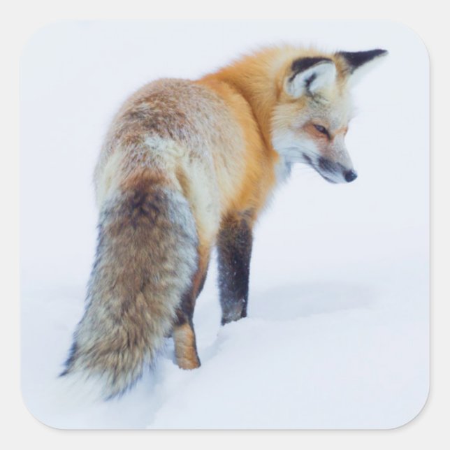 Sticker Carré Renard roux en hiver (Devant)