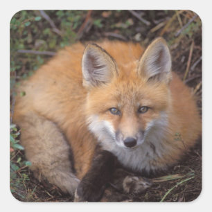 Sticker Carré renard roux, Vulpes vulpes, en couleurs d'automne