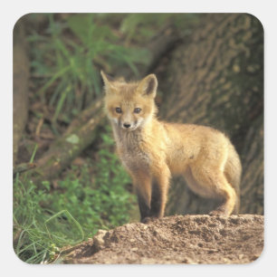 Sticker Carré Renardeau renard roux devant terrier (Vulpes vulpe