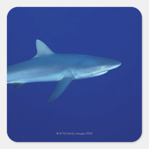 Sticker Carré Requin
