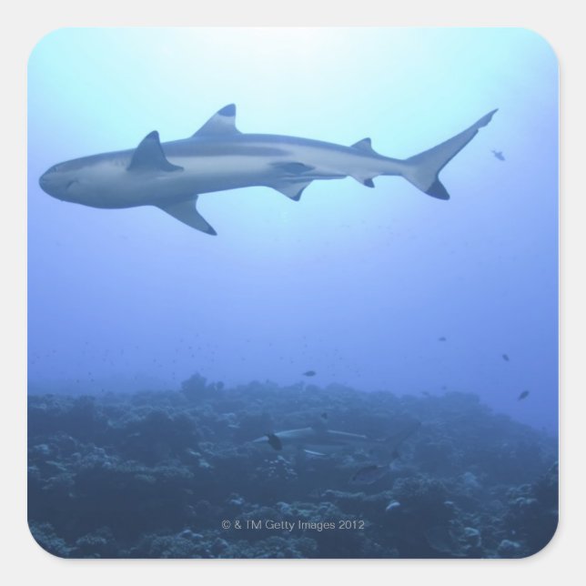 Sticker Carré Requin dans l'océan, vue à faible angle (Devant)