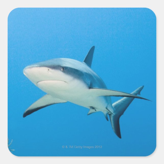 Sticker Carré Requin des Caraïbes (Carcharhinus perezi) (Devant)