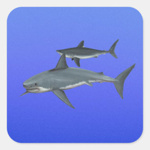 Sticker Carré Requins