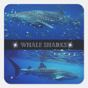 Sticker Carré Requins baleines